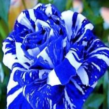 Blue dragon rose for sale  Wilmington