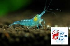 caridina neon fire yellow usato  Leffe