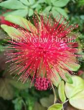 Used, Powder Puff, Dwarf Red, Calliandra haematocephala x surinamensis, Nana Tropical for sale  Shipping to South Africa