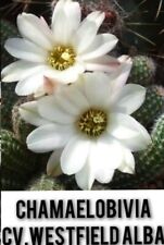 Chamaecereus echinopsis lobivi d'occasion  France