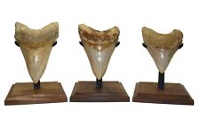 Megalodon shark tooth for sale  Bradenton