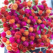 Kugelamaranth sunset mix gebraucht kaufen  Oldenburg