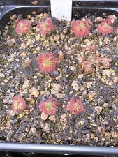 Drosera palacea for sale  SELBY
