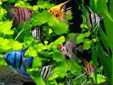 Assorted angelfish for sale  PAISLEY