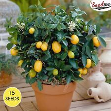 Bonsai Lemon Tree Seed Outdoor House Plant Indoor Plants 15 Seeds RARE Home Pot, used for sale  Shipping to South Africa