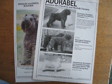 bouvier dog for sale  HOLYWELL