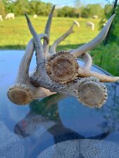 naturally shed antlers for sale  Cassville