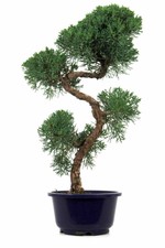 PreBonsai ginepro Juniperus chinensis dal Giappone 12 anni 45 cm usato  Spedire a Italy