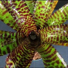 Bromeliad Neoregelia Hannibal Lecter, used for sale  Shipping to South Africa