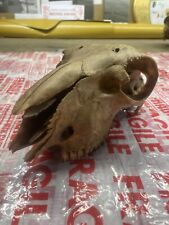 Genuine sheep skull for sale  CHIPPENHAM