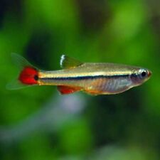 Coldwater temperate fish for sale  BOLTON