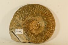 Ammonite hildaites rostre d'occasion  Forcalquier