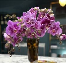 Phalaenopsis hybrid orchid for sale  San Francisco
