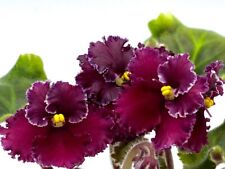 African violet shelkovye for sale  Hampstead