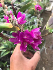 Dendrobium victoria pinky for sale  USA