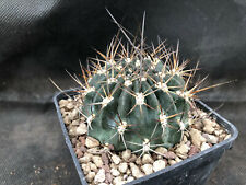 Lobivia lateritia cactus usato  Massafra