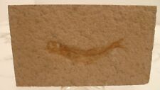 Poisson fossile leptolepis d'occasion  Tourlaville