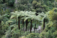 Black tree fern for sale  Shipping to United Kingdom