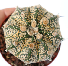 Astrophytum onzuka golden usato  Napoli