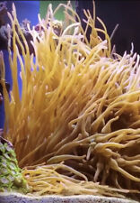 Anemone acquario marino usato  Italia