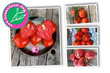 Tomatensamen roter tomaten gebraucht kaufen  Tittmoning