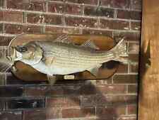 Large striped bass for sale  Clairton