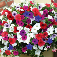 TRAILING PETUNIA BALCONY MIX - APPROX 1000 SEEDS - HYBRIDA PENDULA for sale  Shipping to South Africa