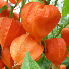 Giant chinese lantern for sale  WARRINGTON