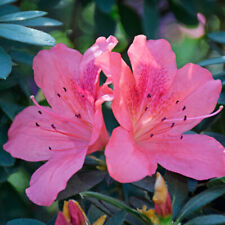 Azalea pink pancake for sale  IPSWICH