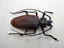 Cerambycidae ctenoscelis coeus gebraucht kaufen  Neustrelitz