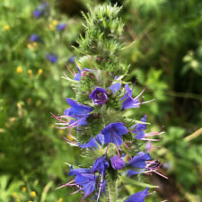 Blauer natternkopf echium gebraucht kaufen  Bayreuth