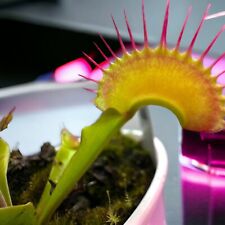 Venus flytrap fang for sale  Richmond