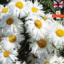 Crazy daisy seeds for sale  UK