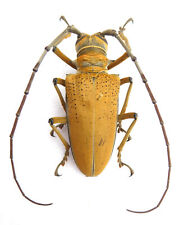 Cerambycidae rosebergia mandib gebraucht kaufen  Netphen