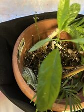 Small avocado plants for sale  LONDON