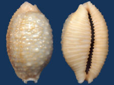 Usado, Concha Cypraea nucleus sturanyi Seashell comprar usado  Enviando para Brazil