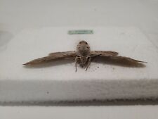 Cabinet curiosité entomologie d'occasion  Chemillé