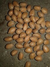 Varied Zamia, 10 Fresh Seeds for sale  Shipping to South Africa