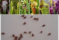 Semi sarracenia pianta usato  Grumo Appula