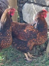 Gold laced wyandotte for sale  DOWNPATRICK