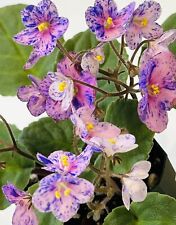 African violet plant. for sale  Summerville
