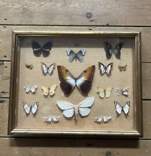 Framed collection taxidermy for sale  SITTINGBOURNE