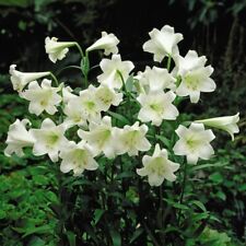 Lily trumpet tree for sale  IPSWICH