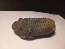 Trilobite phacops maroc d'occasion  Hommarting