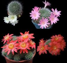 Flower cactus rebutia for sale  WREXHAM