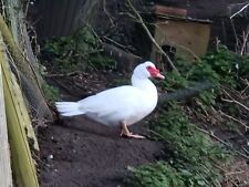 Pure white muscovy for sale  EYE