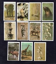 dandy gum cards animals for sale  WIGAN