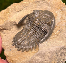 Trilobite fossil hollardops d'occasion  Expédié en Belgium
