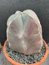 Astrophytum Myriostigma Pink Version old plant, own roots. Monster for sale  Shipping to South Africa