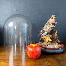 Taxidermy northern flicker for sale  New Haven
